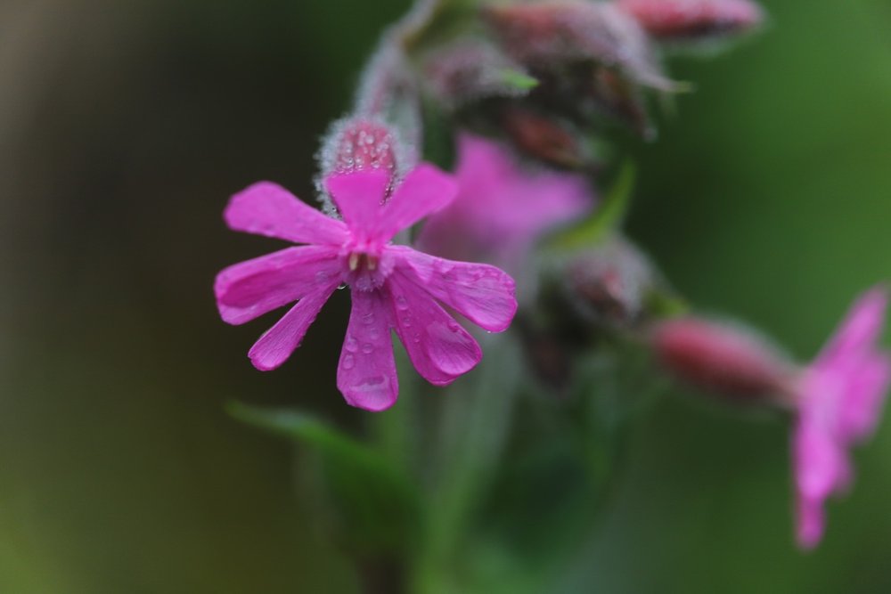 wildflowers 1.jpg