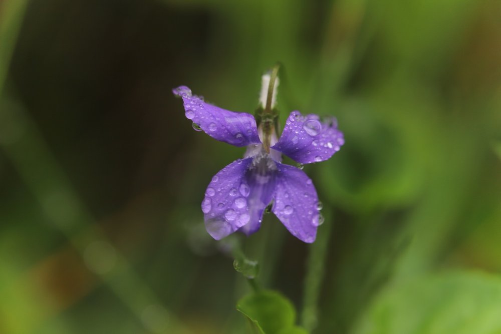 wildflowers 2.jpg