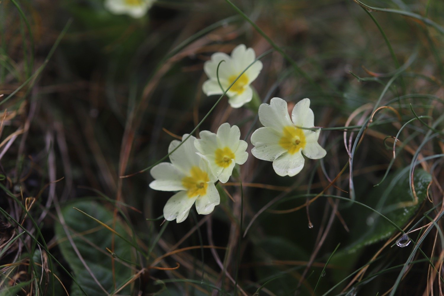 wildflowers 2.jpg