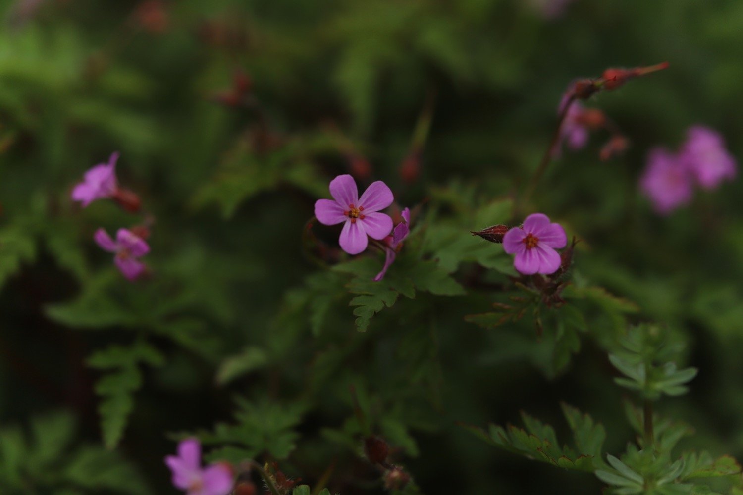 wildflowers 10.jpg