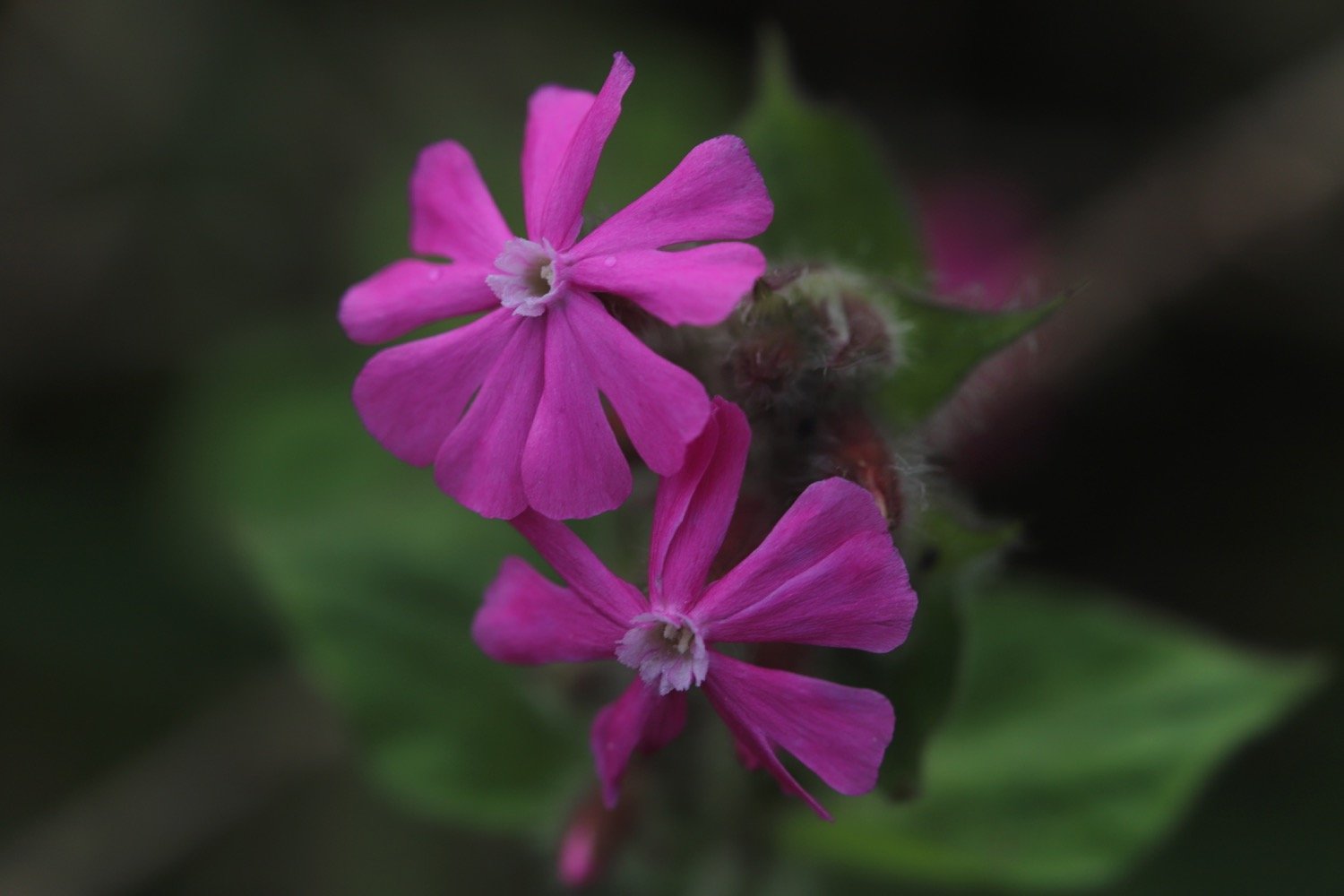 wildflowers 3.jpg