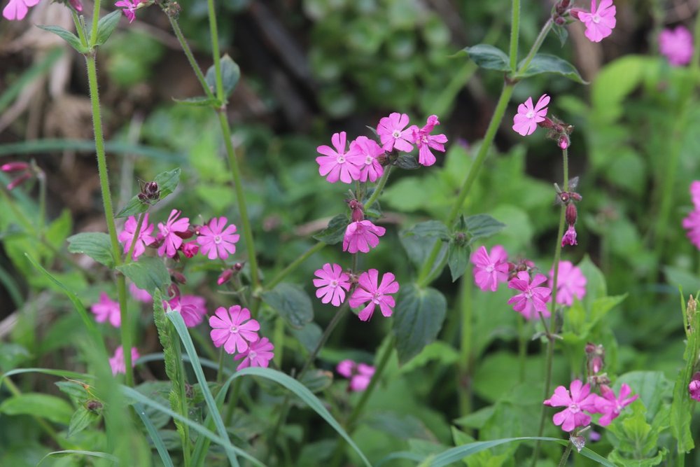 wildflowers 4.jpg