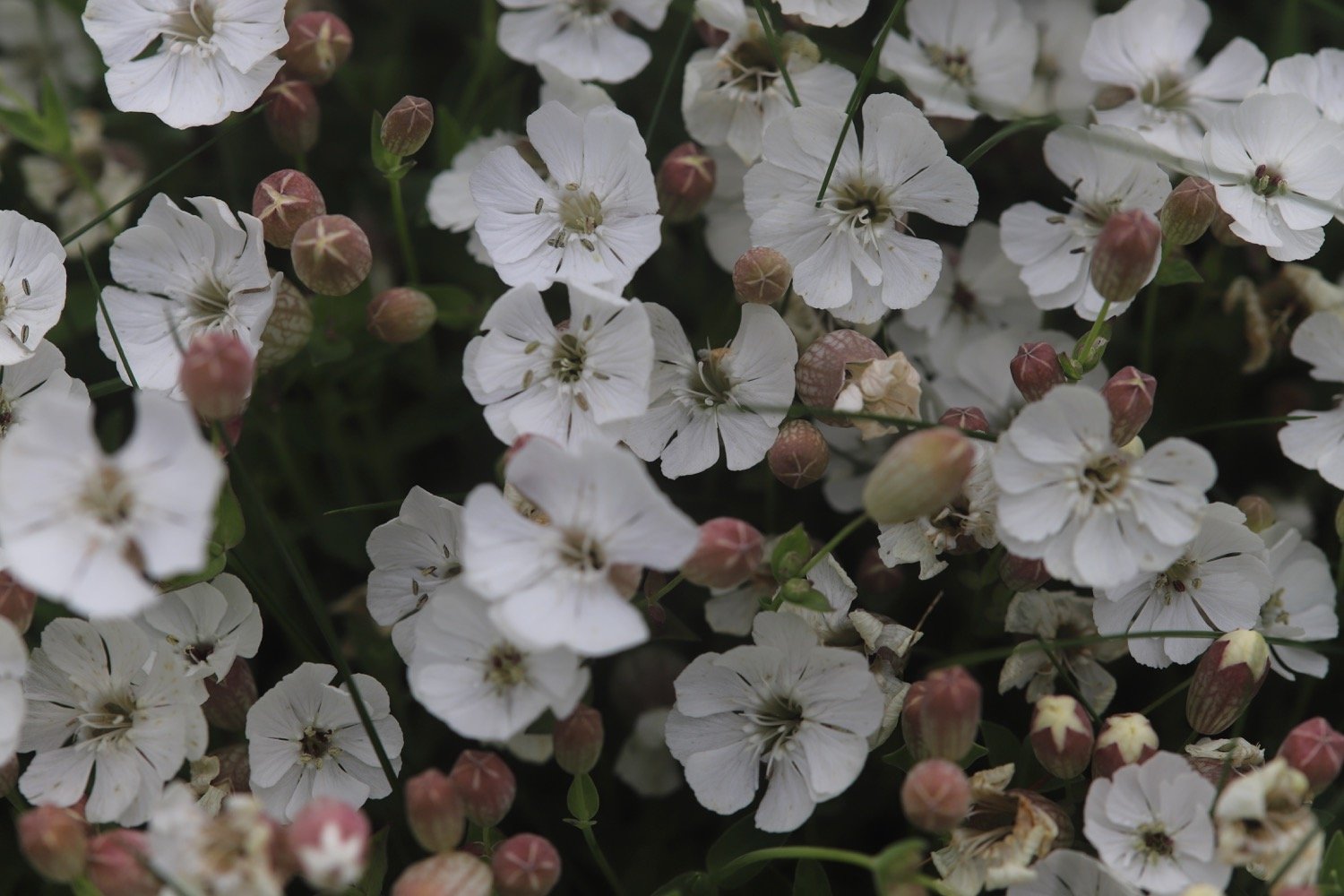 wildflowers 6.jpg