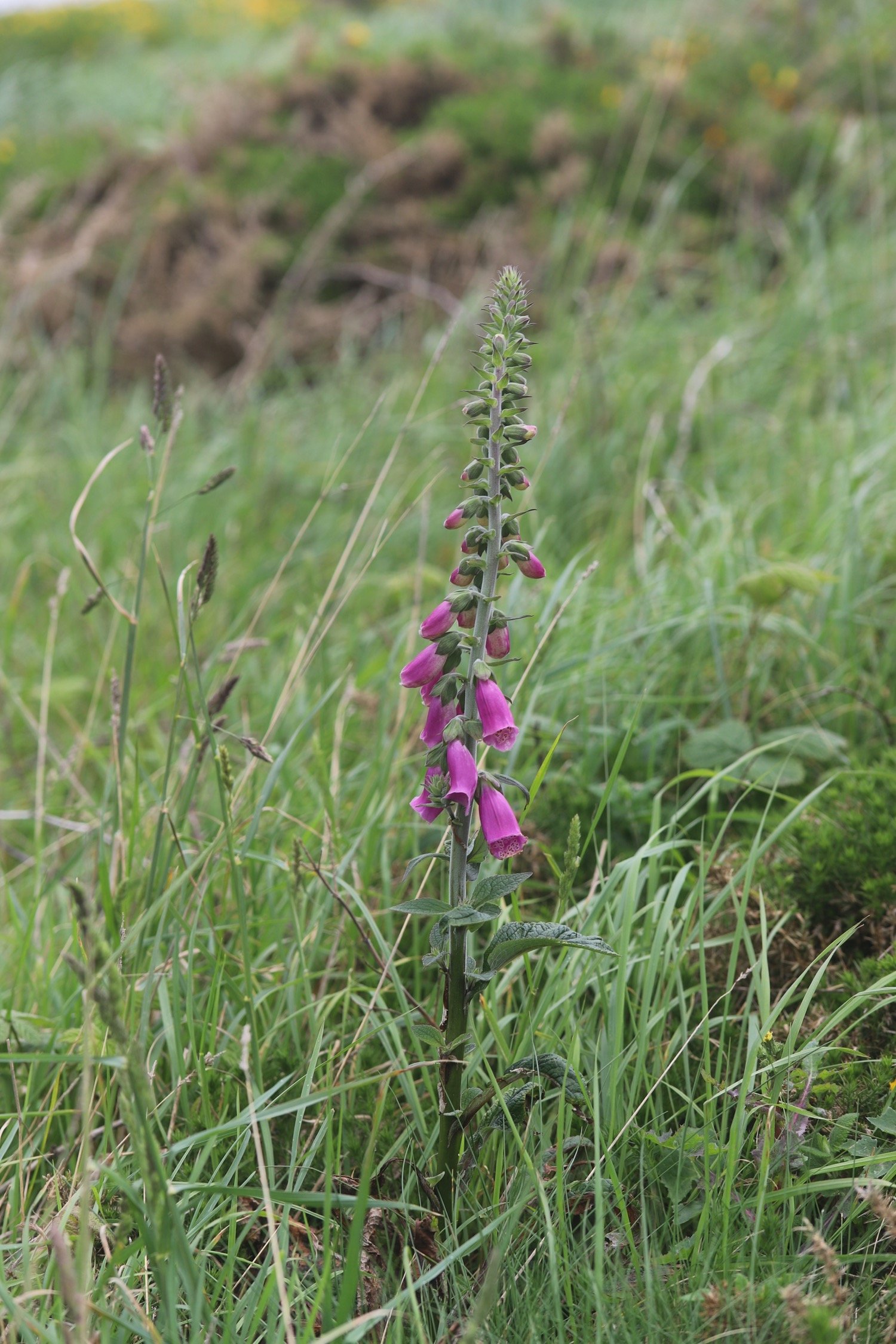 wildflowers 7.jpg