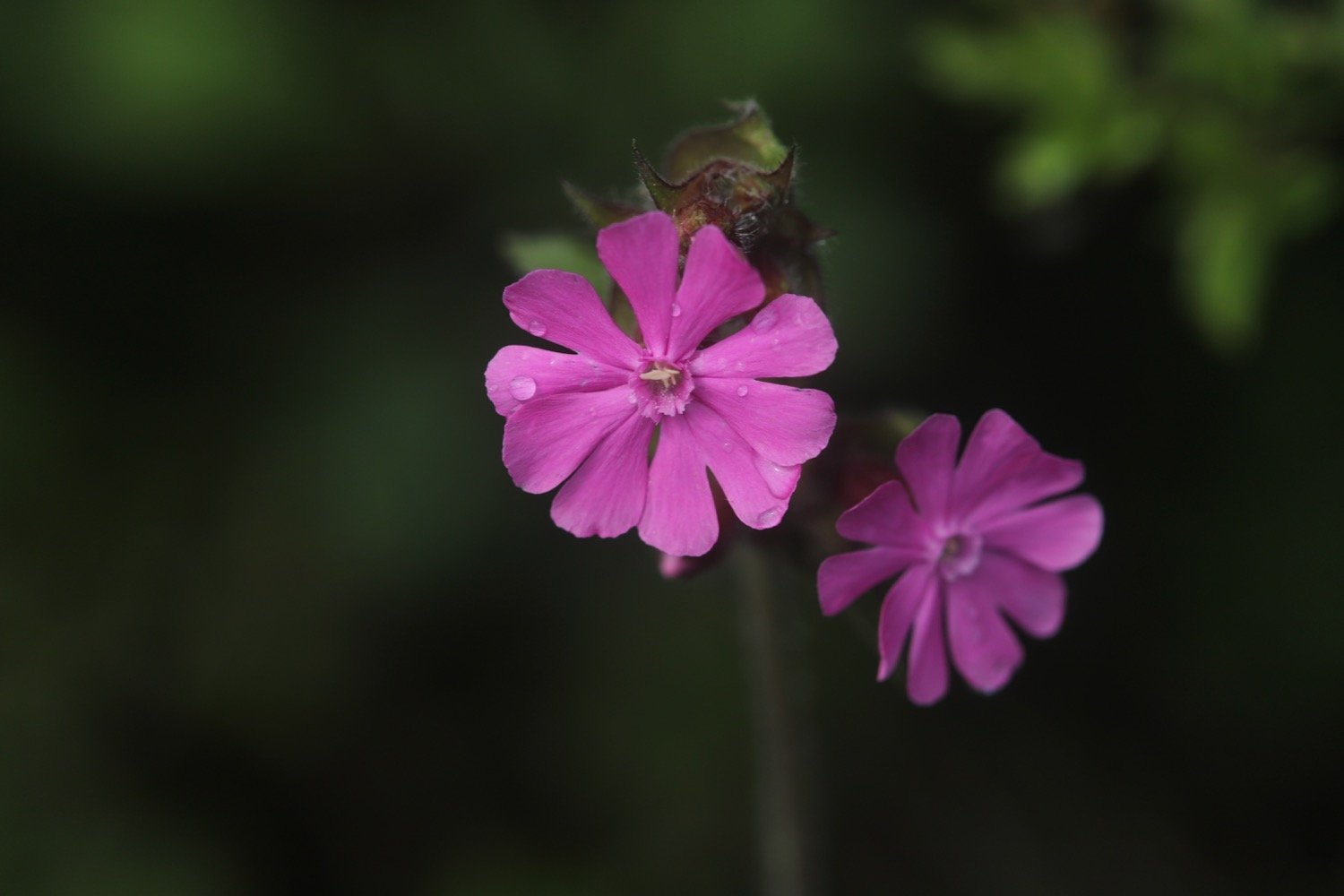 wildflowers 24.jpg