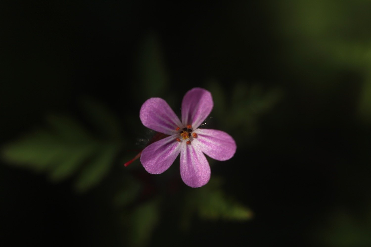 wildflowers 6.jpg