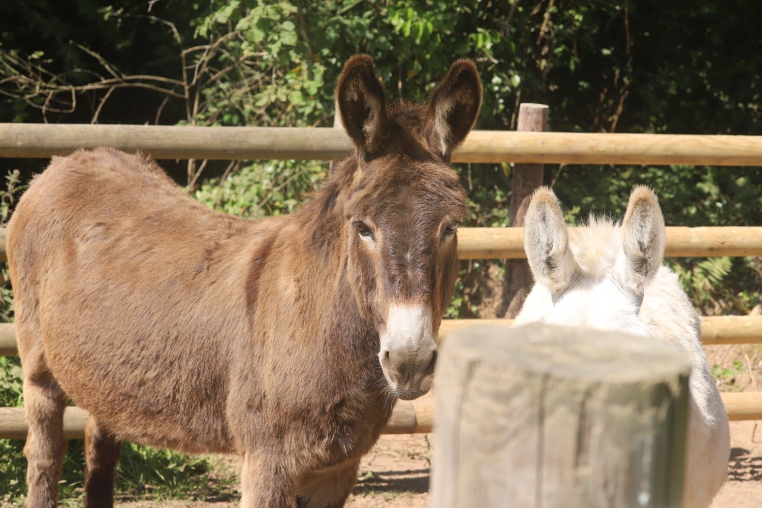 donkeys 4.jpg