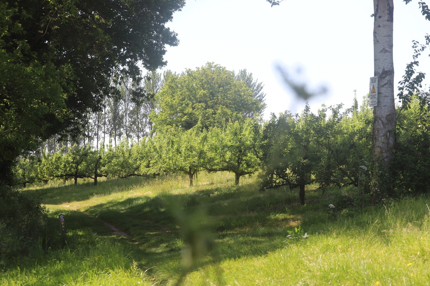orchards 3.jpg