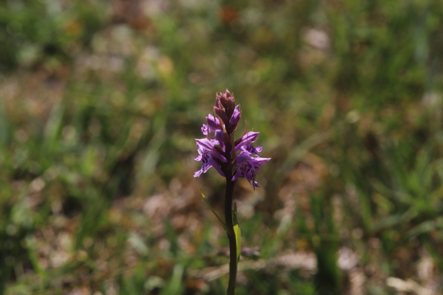 orchids 3.jpg