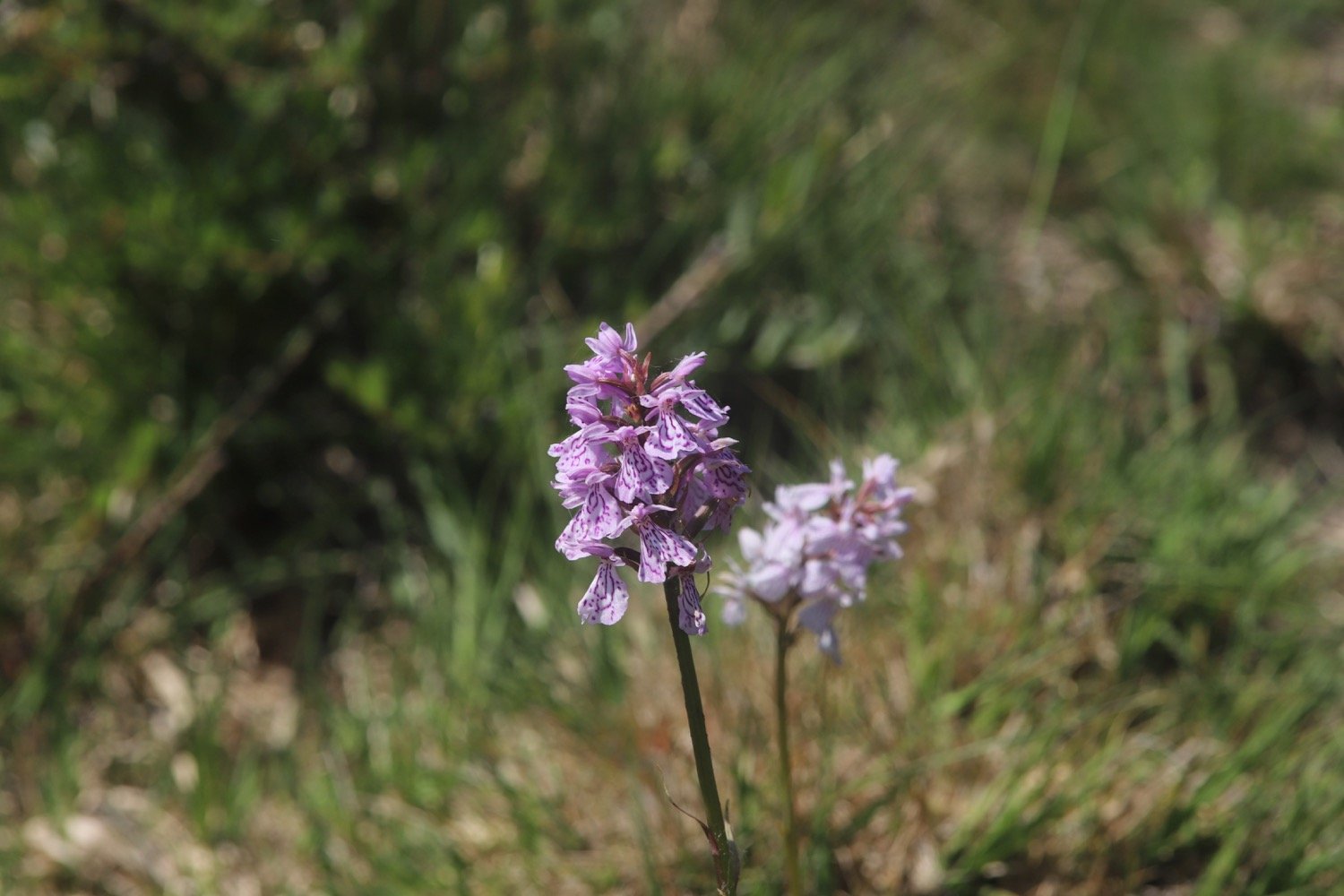 orchids 10.jpg