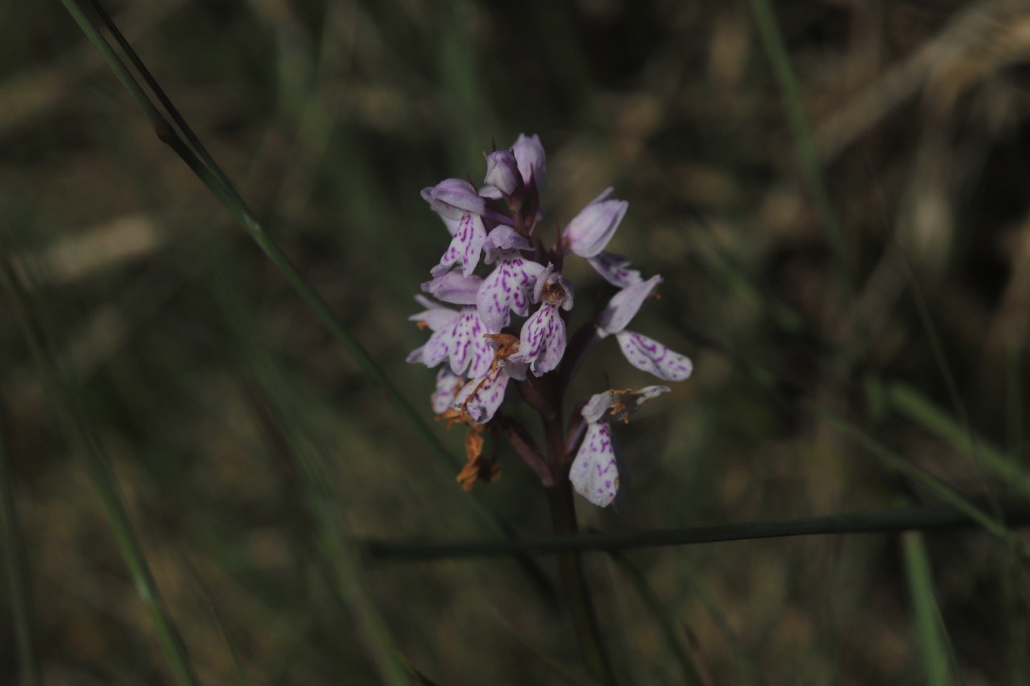 wildflowers 4.jpg