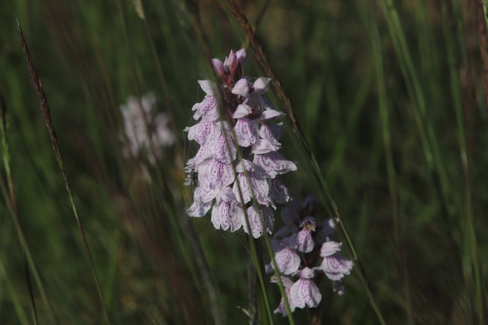 wildflowers 5.jpg