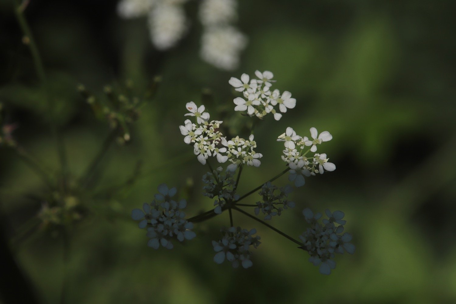 wildflowers 11.jpg