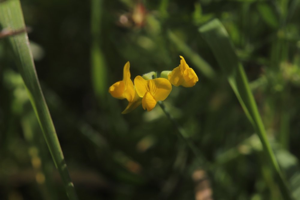 wildflowers 26.jpg