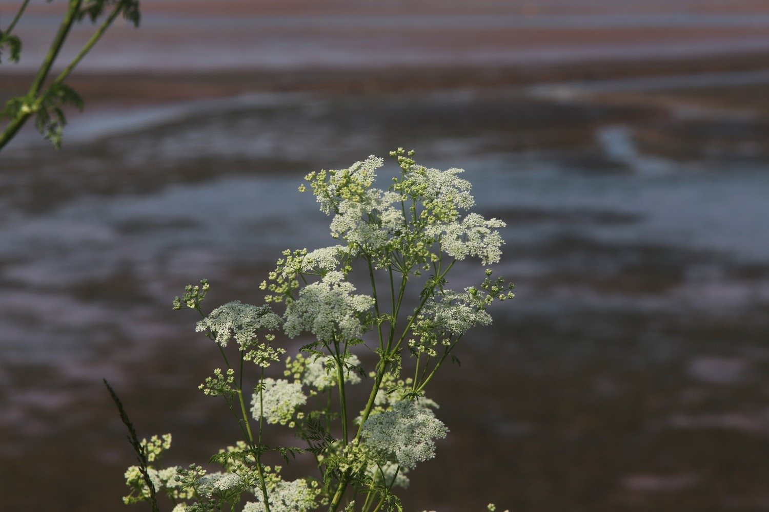 wildflowers 38.jpg