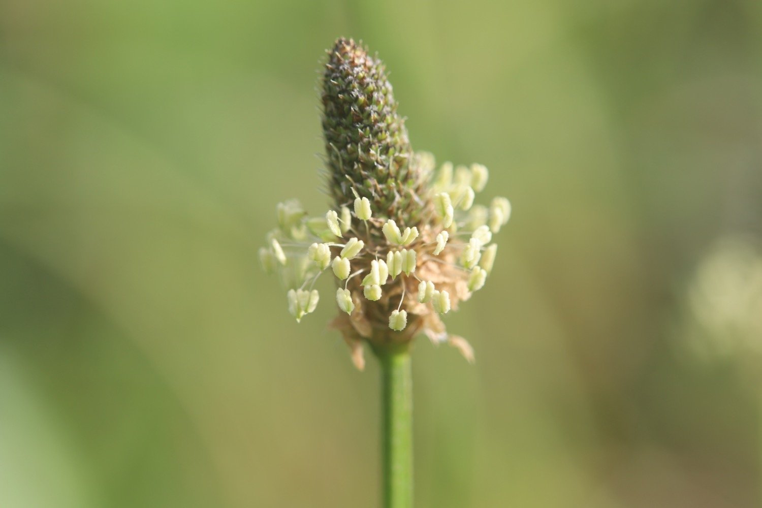 wildflowers 1.jpeg