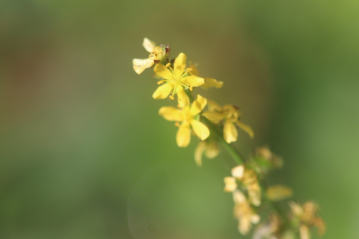 wildflowers 4.jpeg