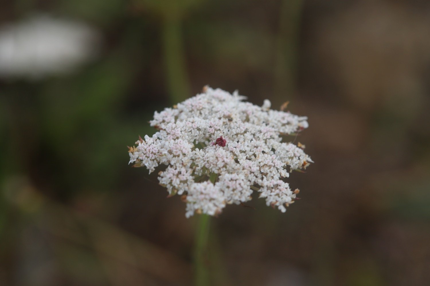 wildflowers 7.jpeg