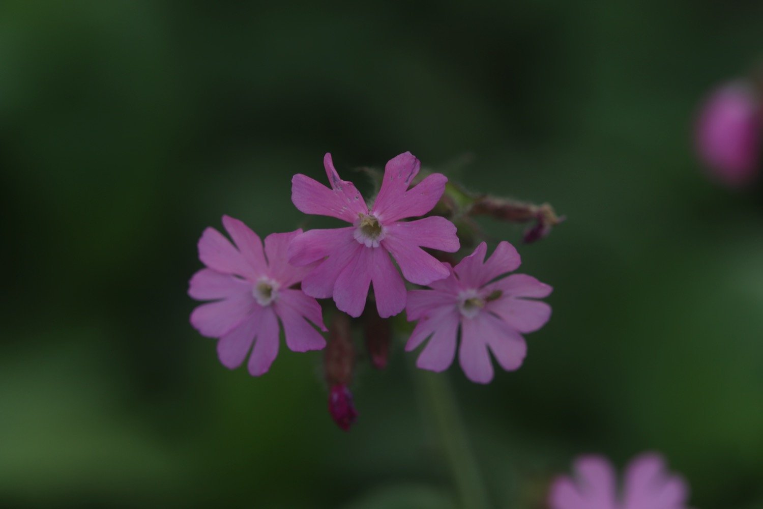 wildflowers 10.jpeg