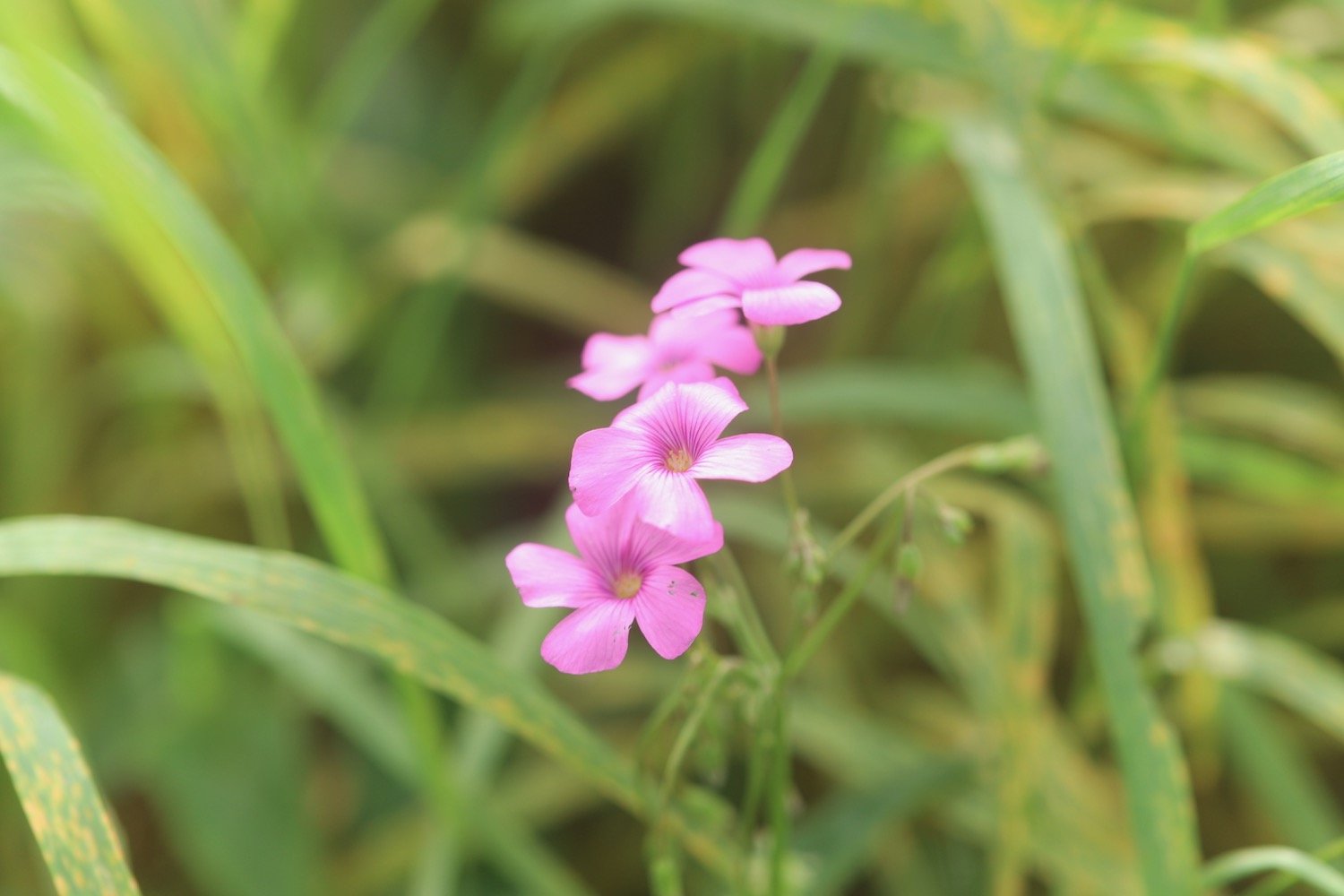 wildflowers 20.jpeg