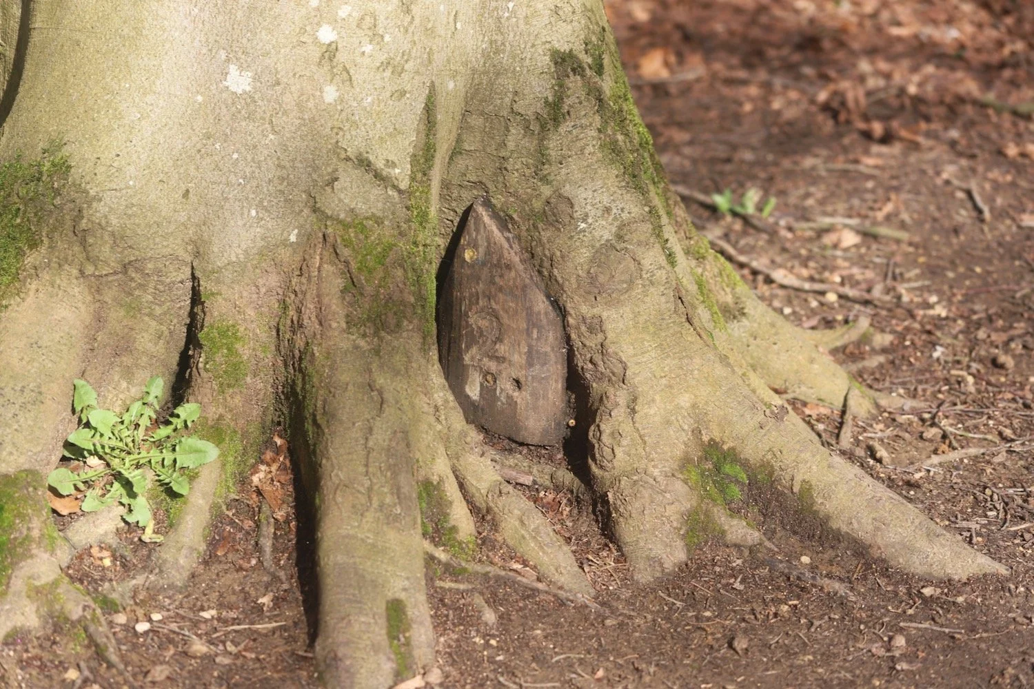 woodland play area 3.jpeg