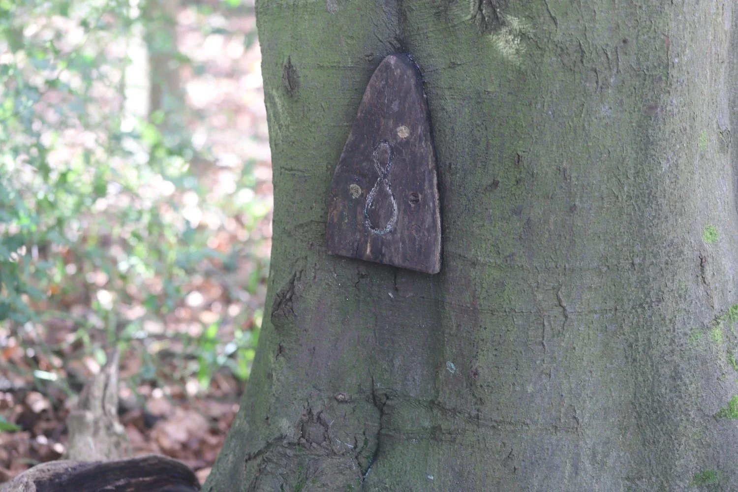 woodland play area 6.jpeg