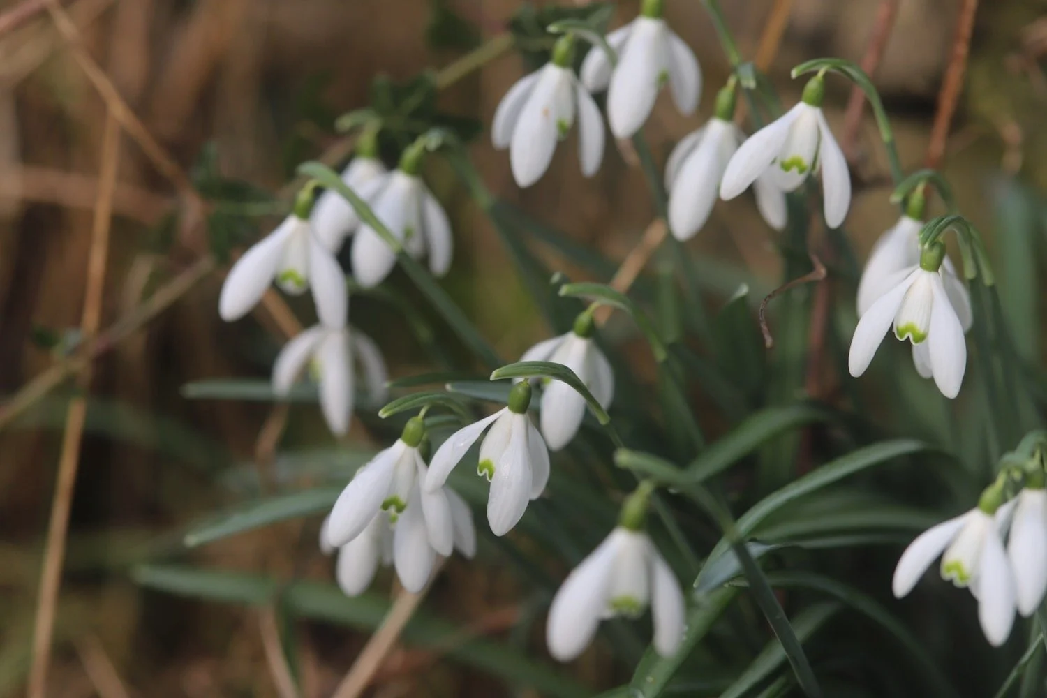 snowdrops 2.jpeg