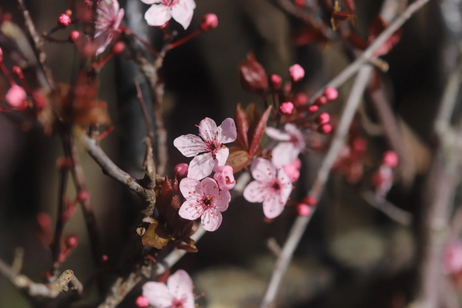 cherry blossom 1.jpeg