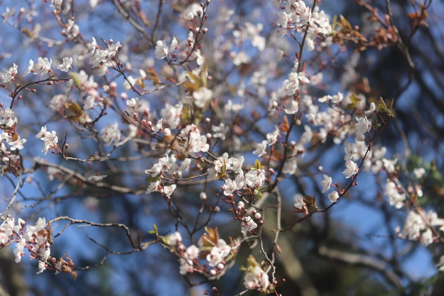 cherry blossom 2.jpeg