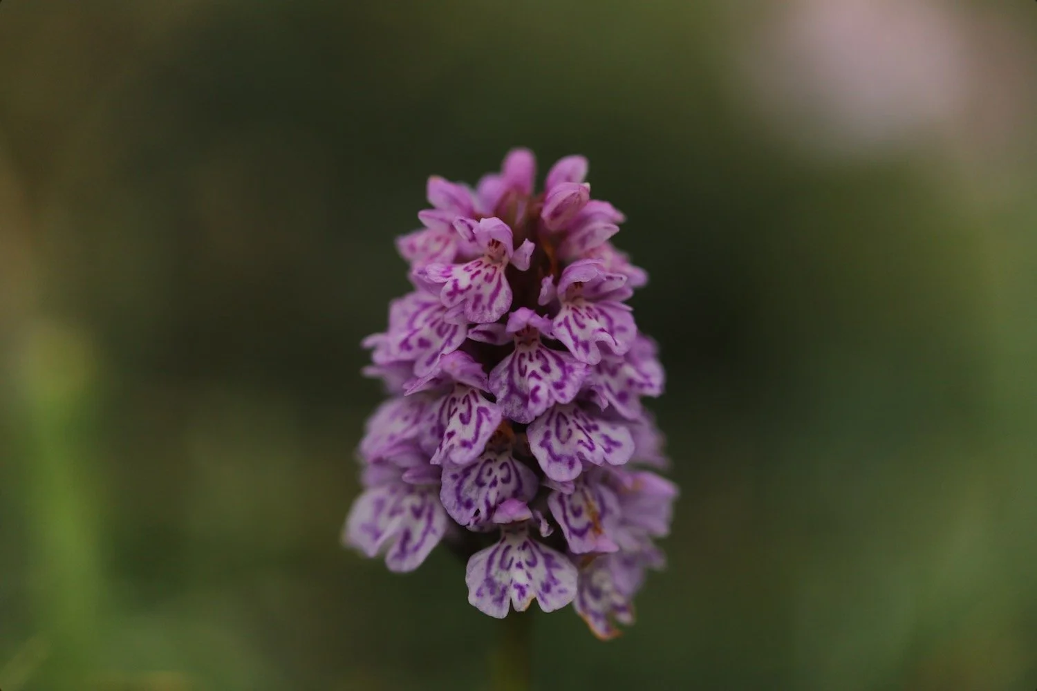 heath spotted orchid 1.jpeg