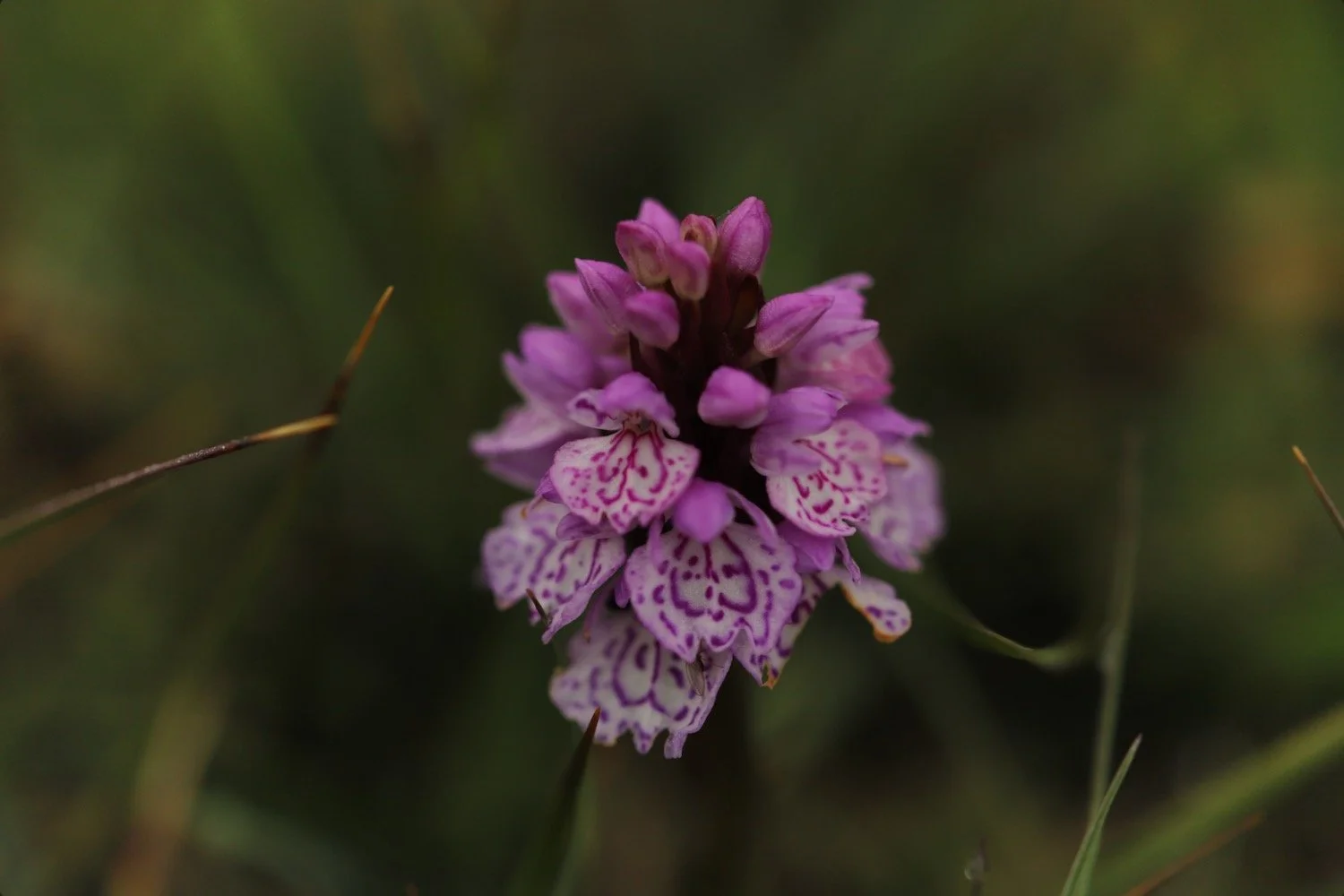 heath spotted orchid 2.jpeg