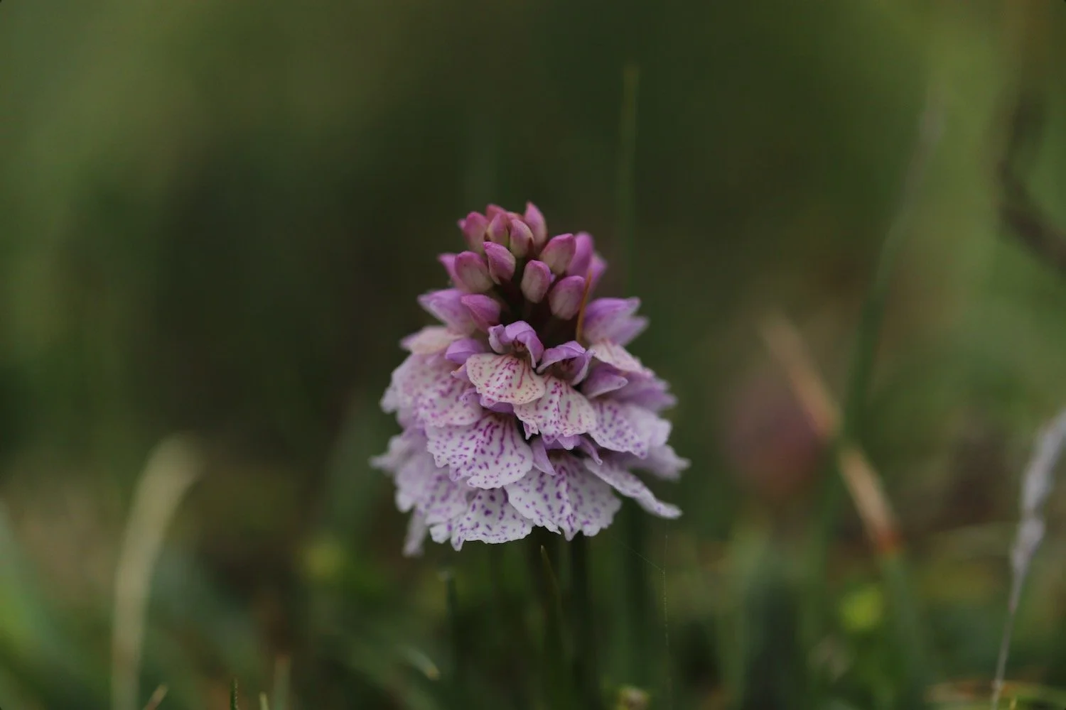 heath spotted orchid 3.jpeg