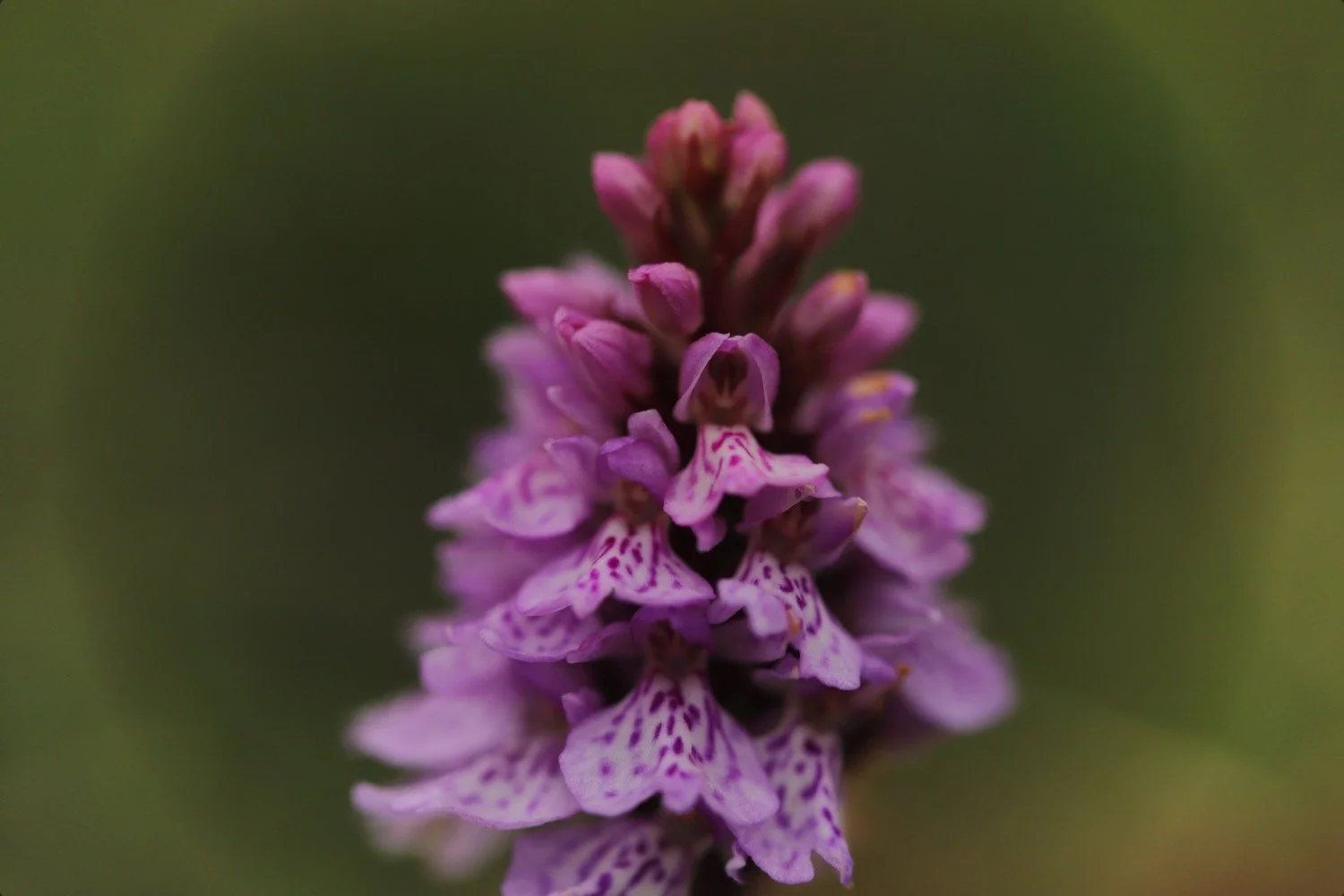 heath spotted orchid 4.jpeg