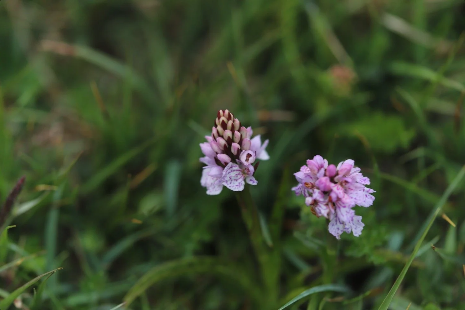 heath spotted orchid 5.jpeg