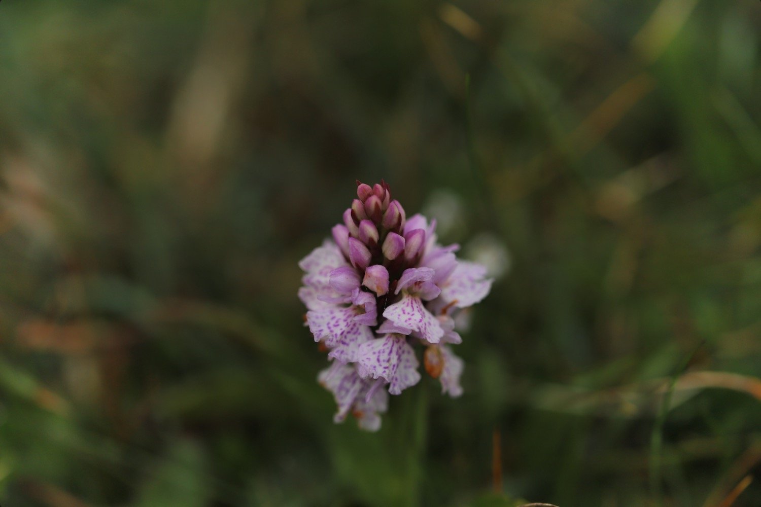 heath spotted orchid 6.jpeg