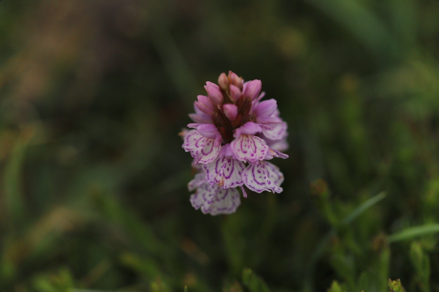 heath spotted orchid 7.jpeg