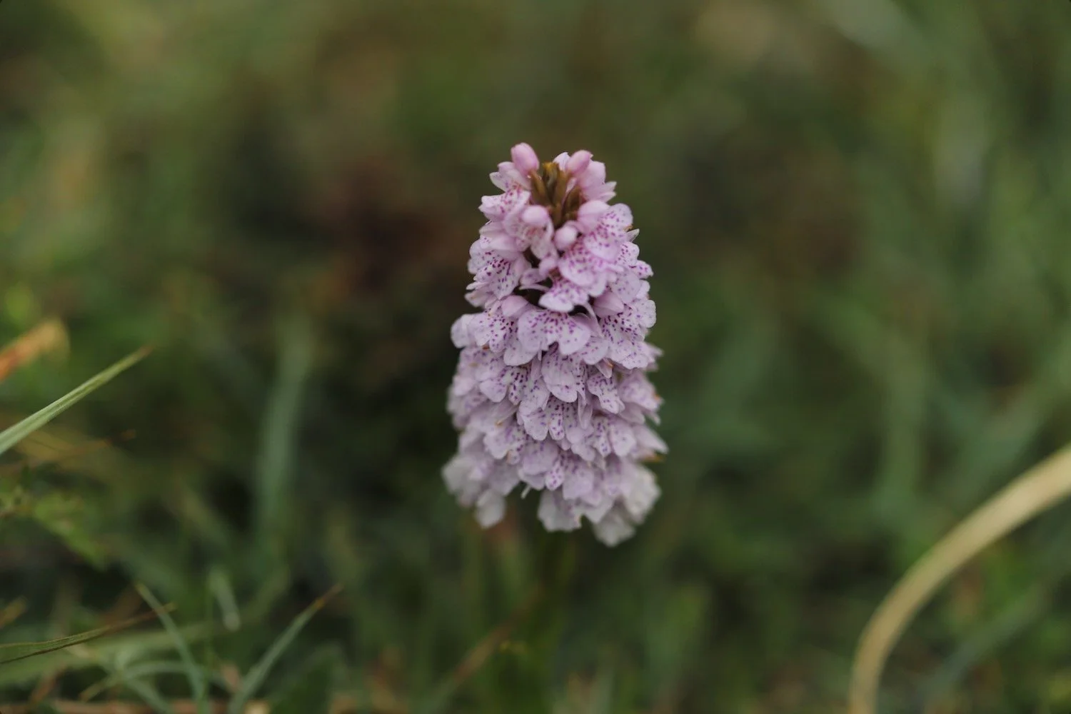 heath spotted orchid 8.jpeg