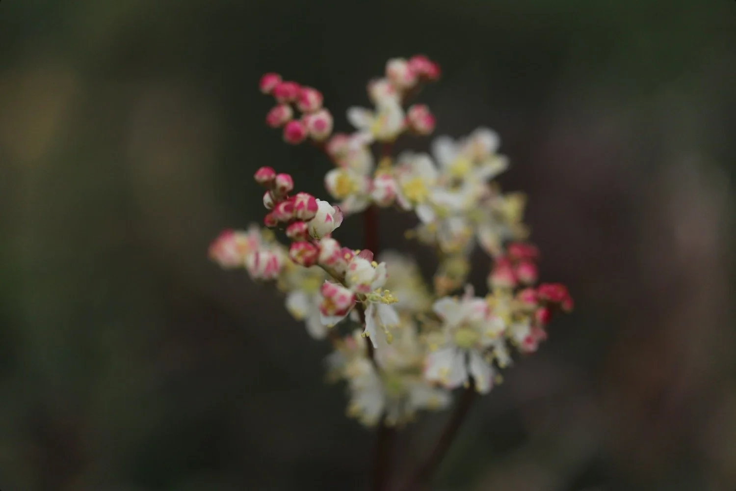 wildflowers 1.jpeg
