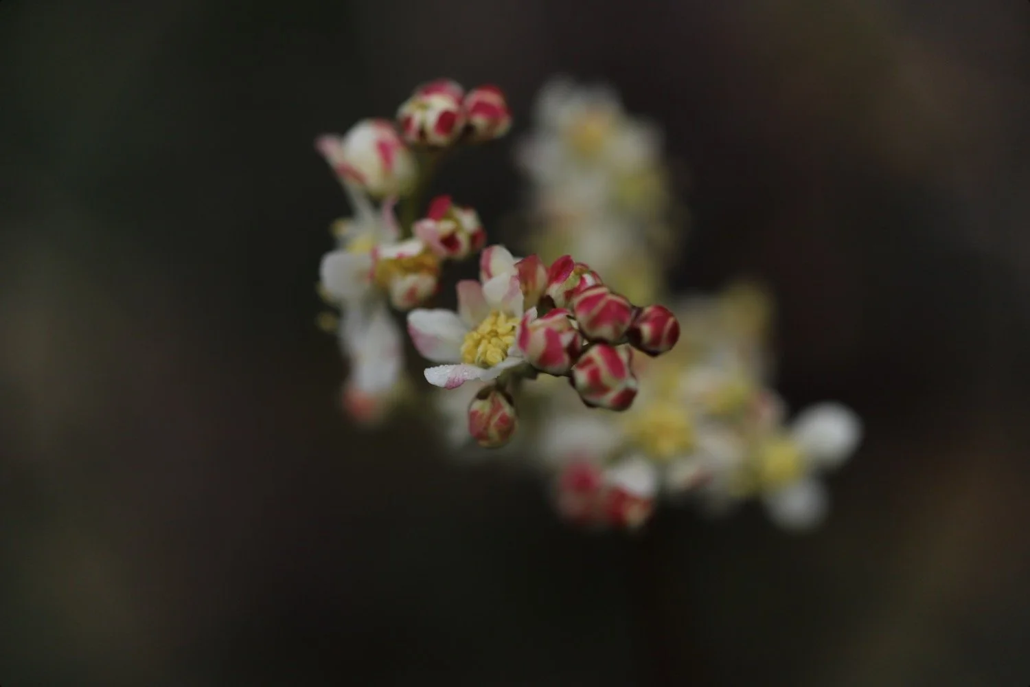 wildflowers 2.jpeg