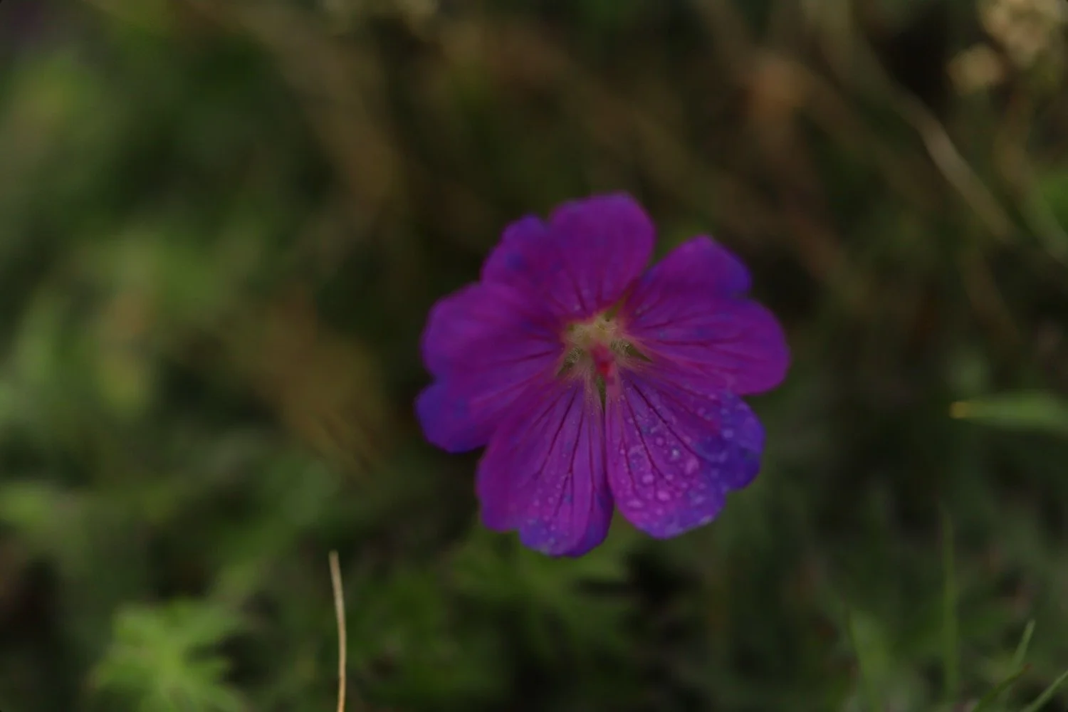 wildflowers 3.jpeg