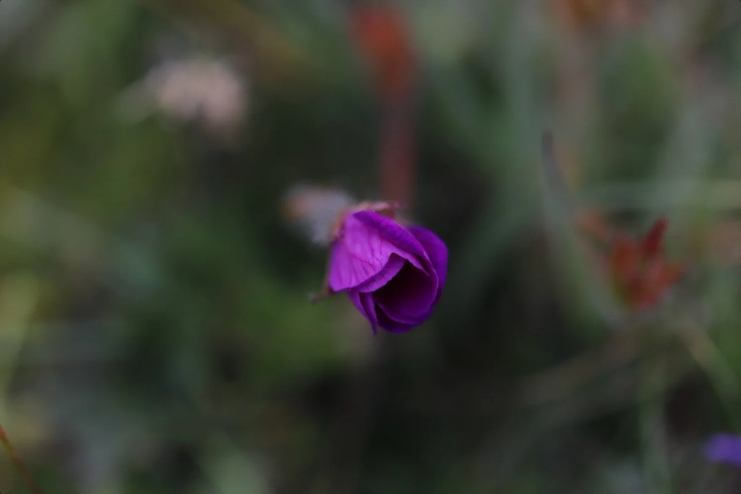 wildflowers 4.jpeg