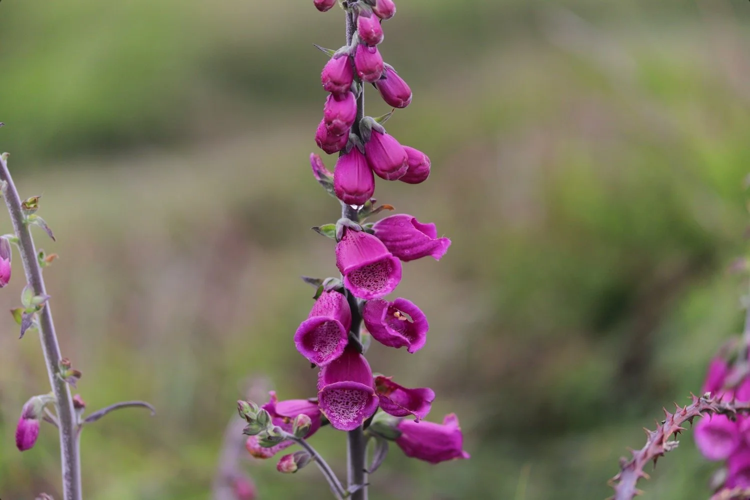 wildflowers 5.jpeg