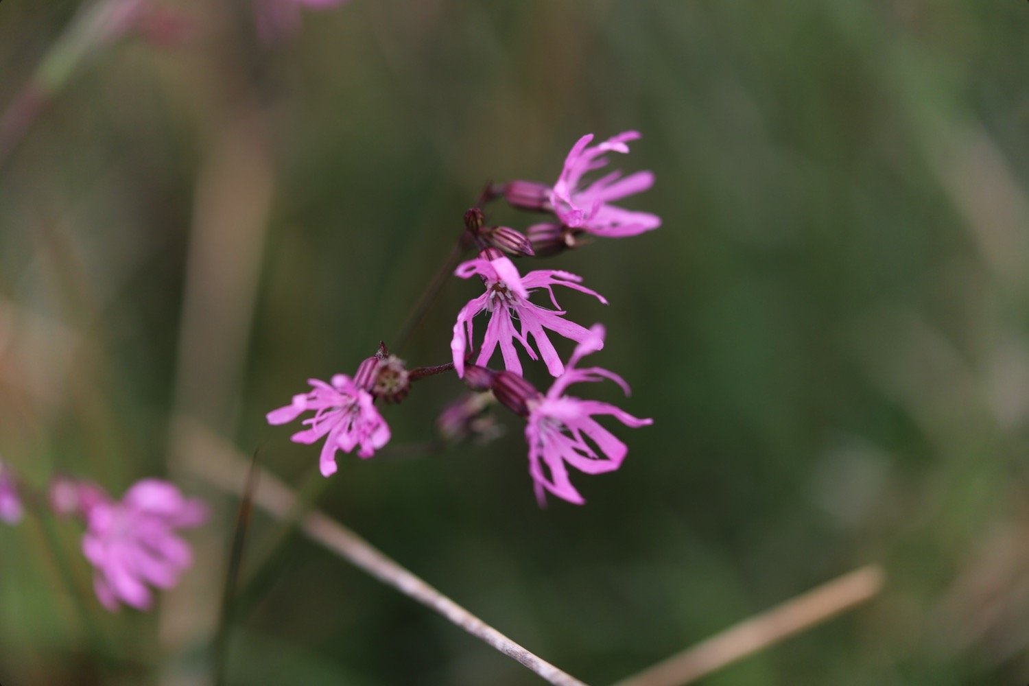 wildflowers 6.jpeg