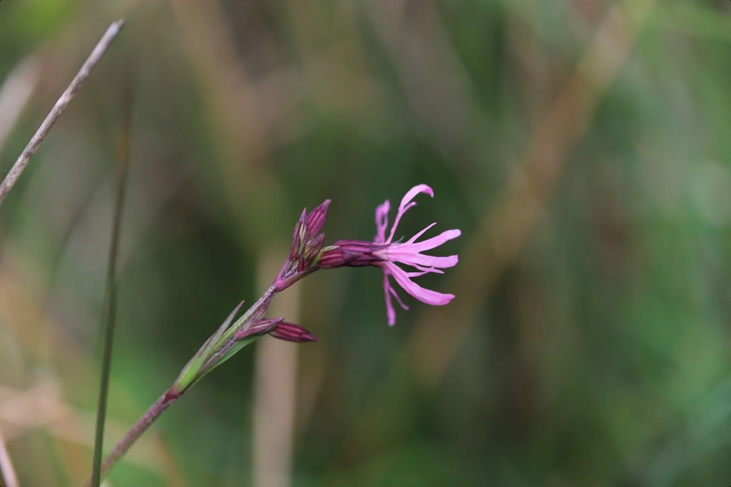 wildflowers 7.jpeg
