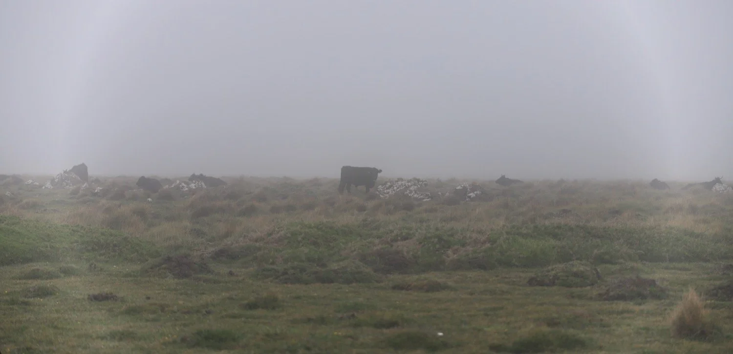 cattle 1.jpeg