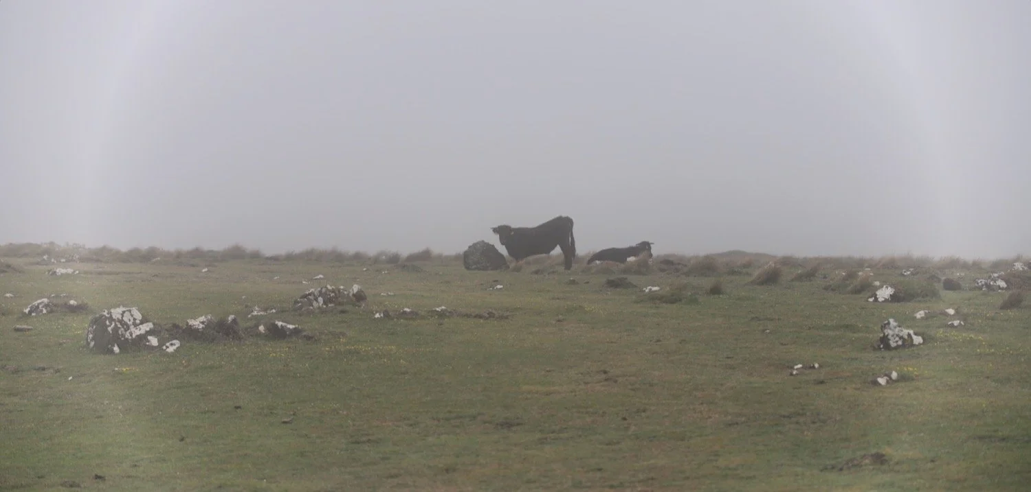 cattle 2.jpeg