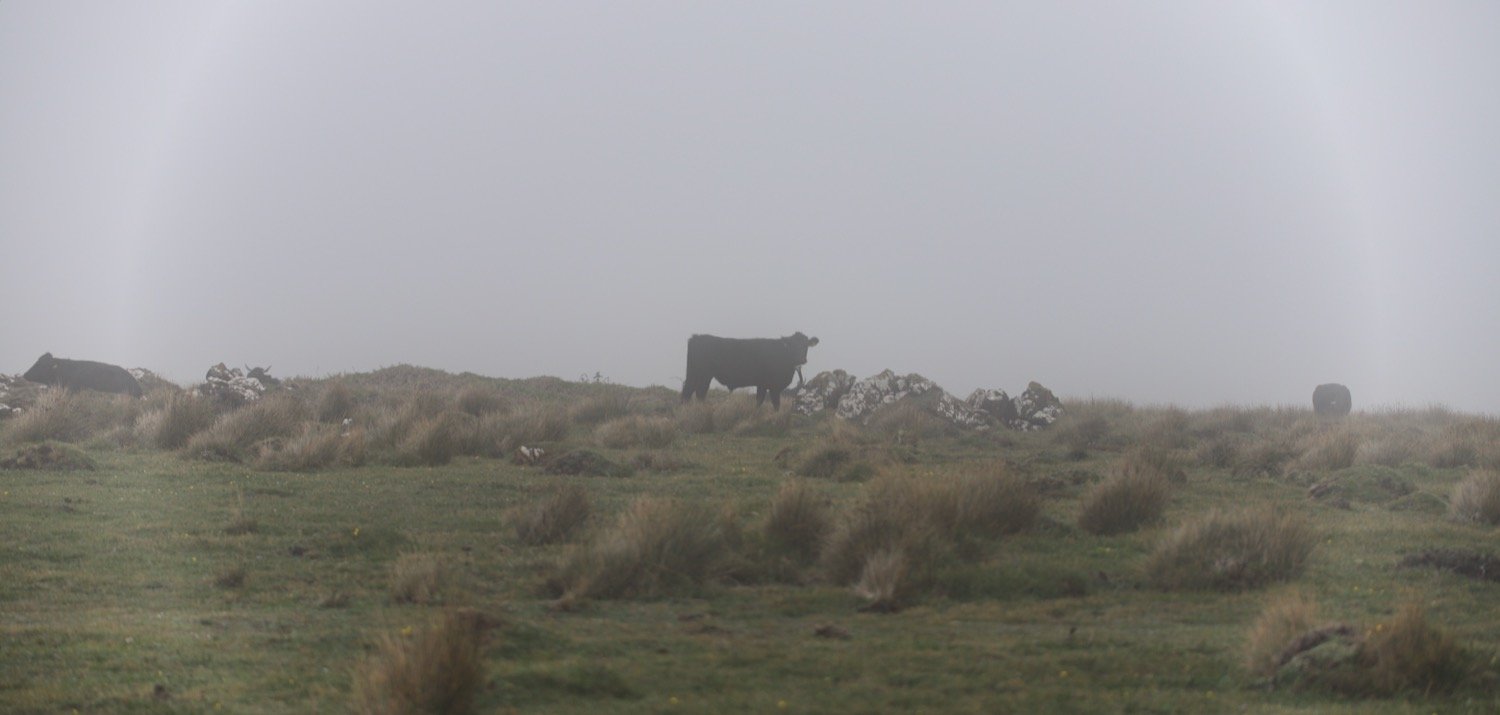 cattle 3.jpeg