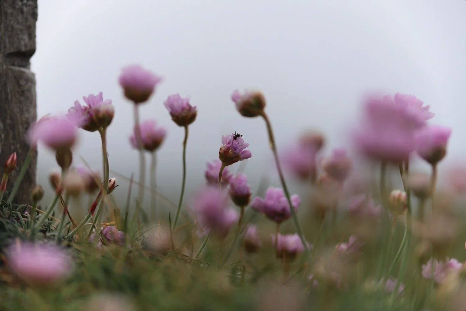 wildflowers 9.jpeg
