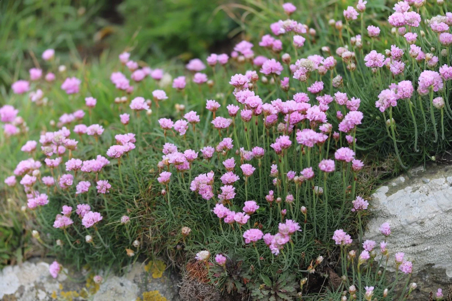 wildflowers 10.jpeg