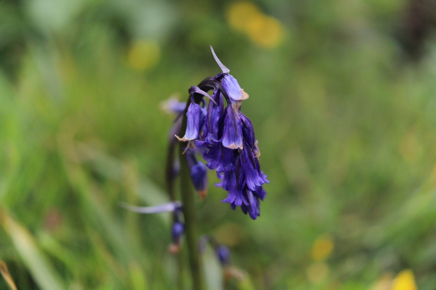 wildflowers 11.jpeg